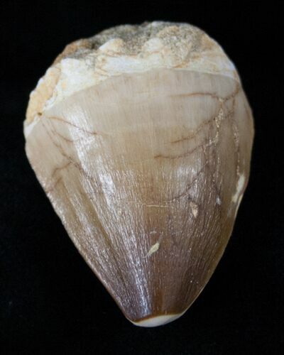 Mosasaur (Prognathodon) Tooth #13442